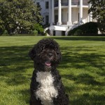 "Bo", Official White House Portrait